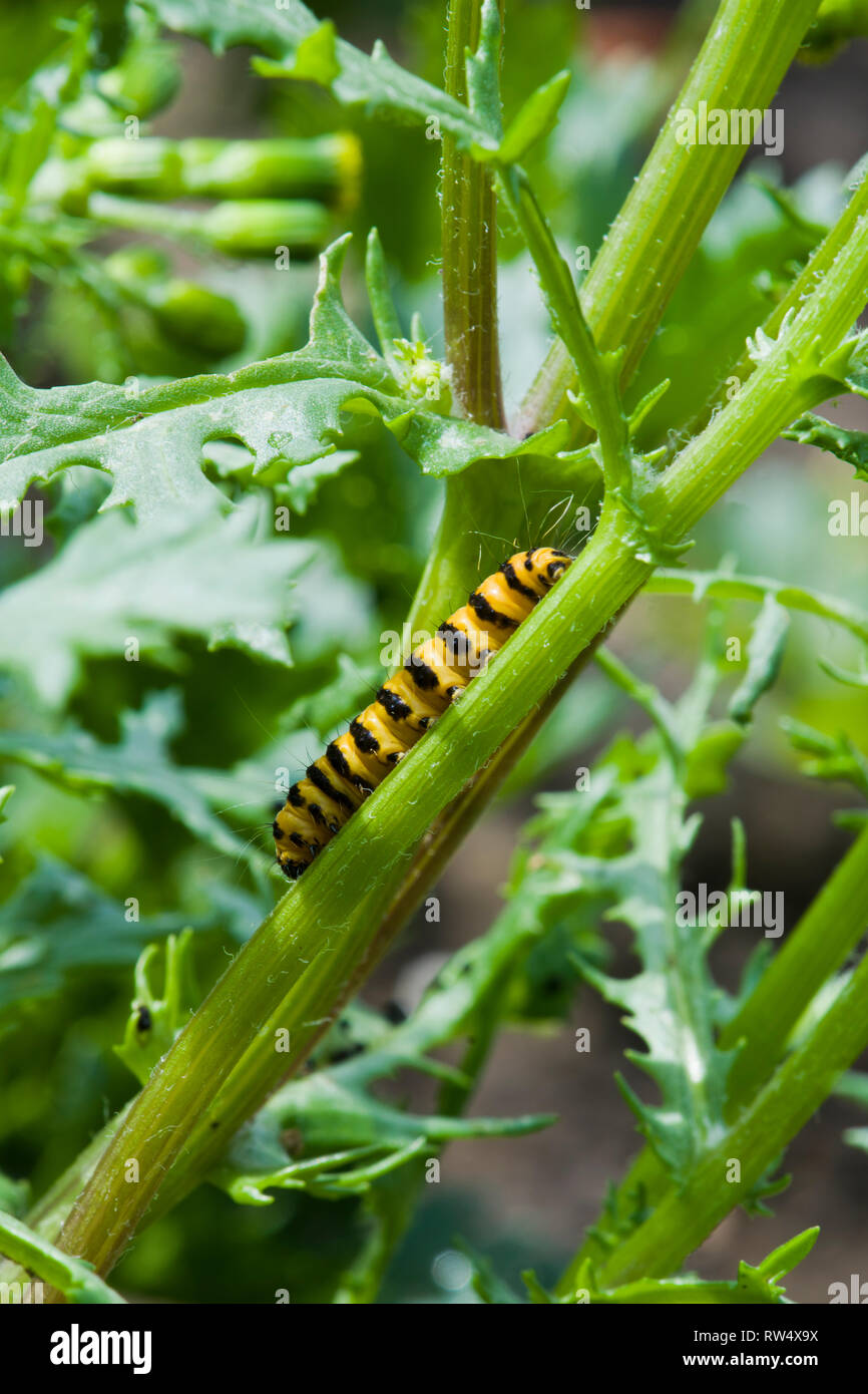 Il cinabro moth larva (Tyria jacobaeae) alimentazione su groundsel (Senecio vulgaris) Foto Stock