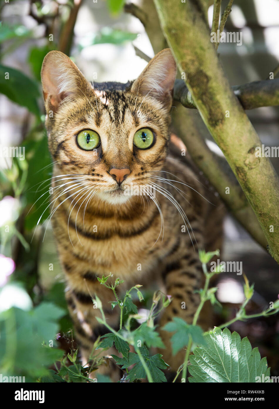 Una striata bengala Gatto pet all'aperto nel sottobosco con bellissimi occhi verdi mentre stalking la sua preda Foto Stock
