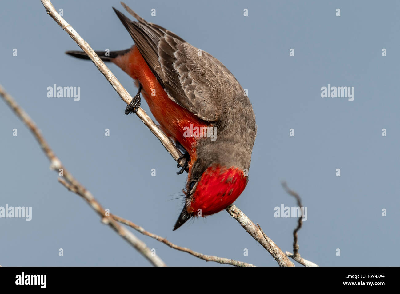 Vermiglio Flycatcher cerca di insetti Foto Stock
