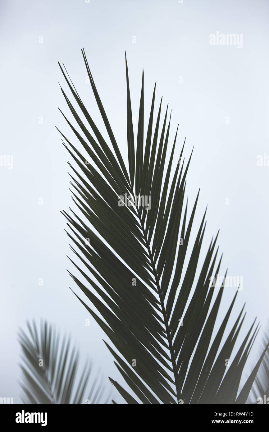 Un albero di palma foglie in stretta fino che mostra le sue fronde spinosa contro uno sfondo bianco in natura di una immagine di sfondo Foto Stock Un albero di palma foglie in stretta fino che mostra le sue fronde spinosa contro uno sfondo bianco in natura di una immagine di sfondo Foto Stock
