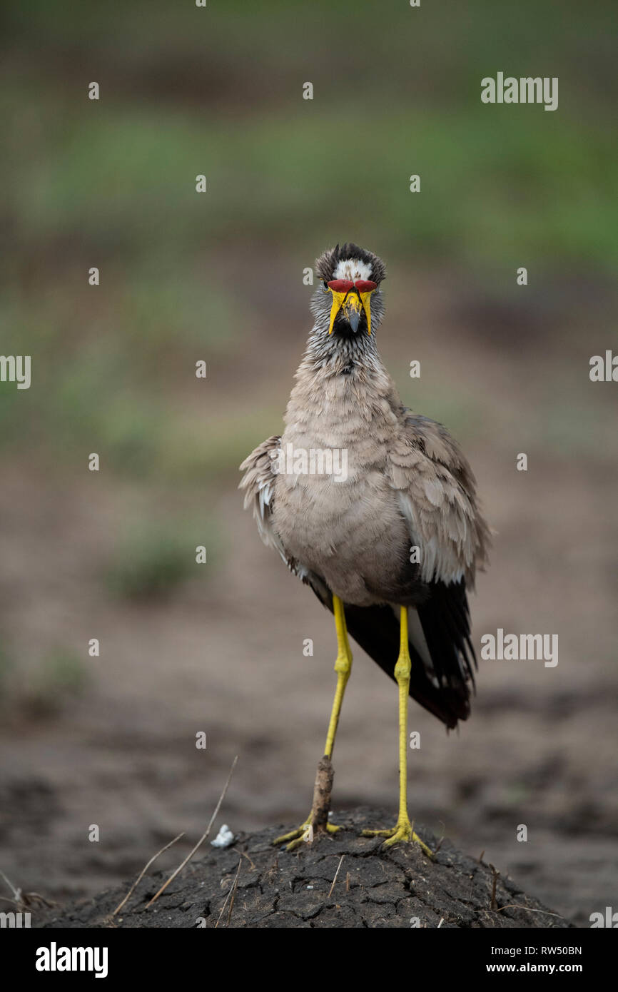 Wattled africana pavoncella, Vanellus senegallus, Queen Elizabeth NP, Uganda Foto Stock