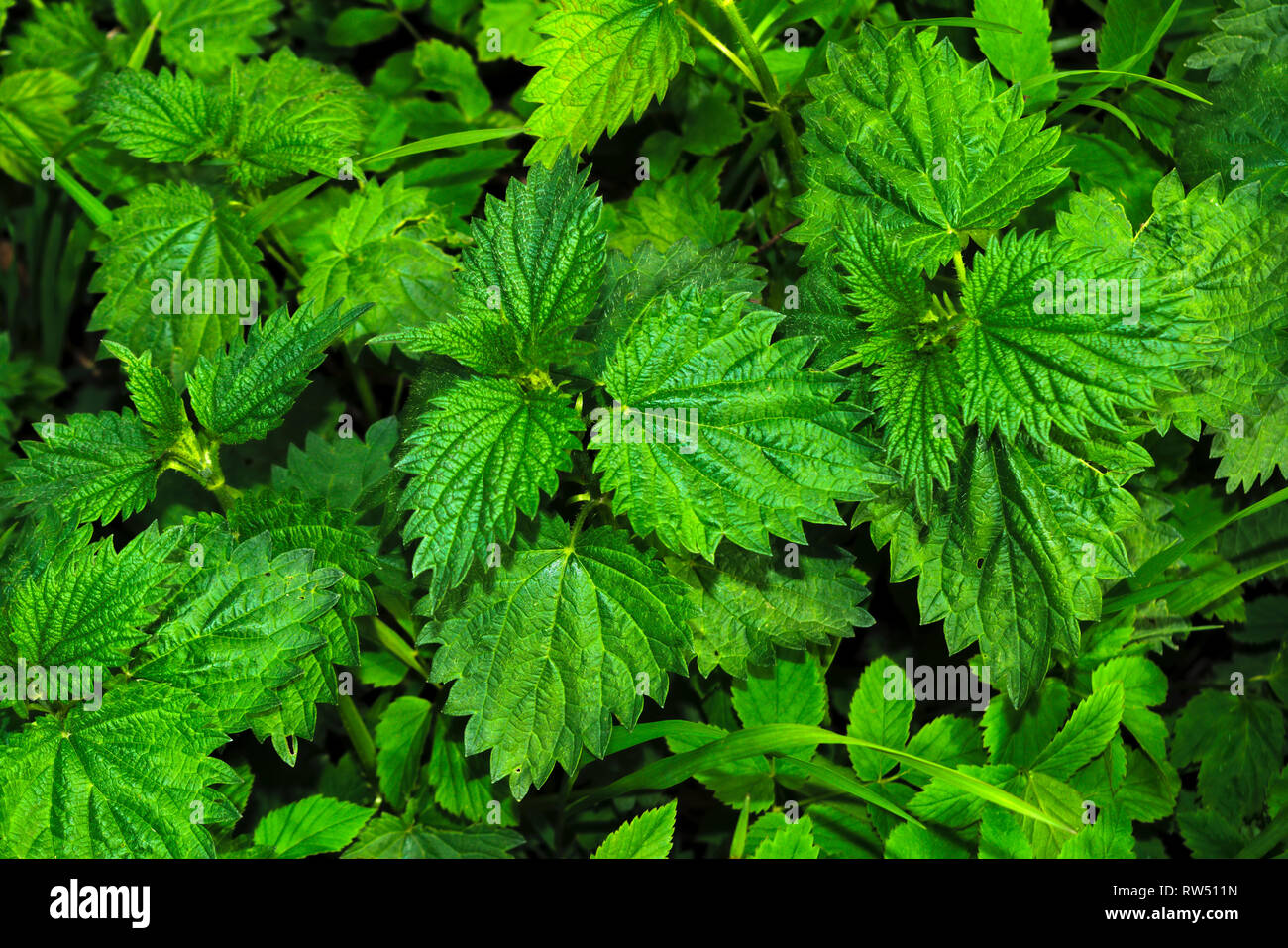 Foglie di un giovane sullo sfondo di ortica Close-up Foto Stock