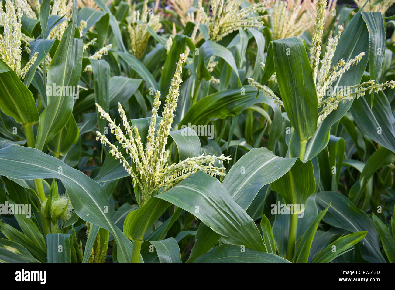 Il mais dolce maschio gli steli dei fiori. Foto Stock