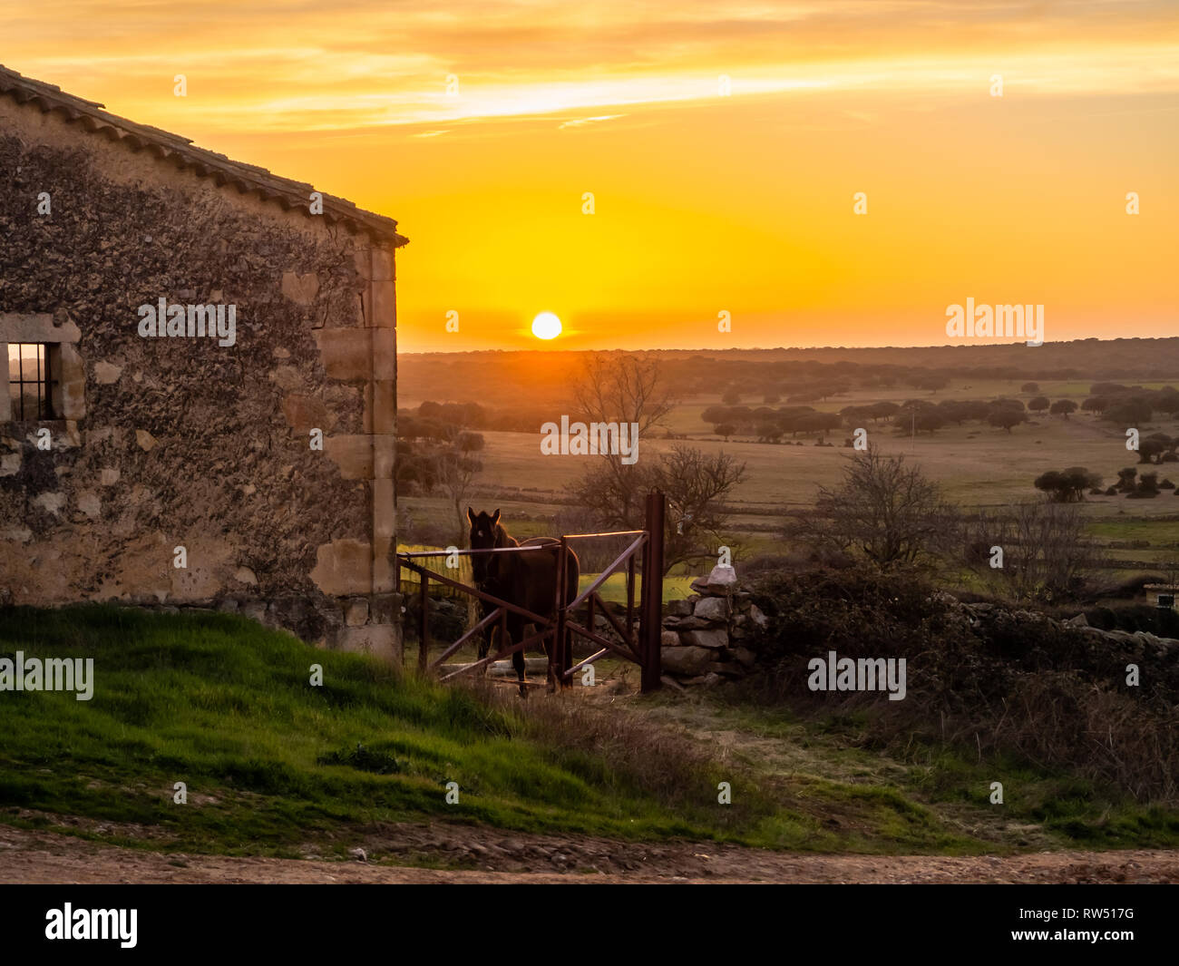 Paesaggio con un cavallo nero su una fattoria nel prato in Spagna durante il tramonto Foto Stock