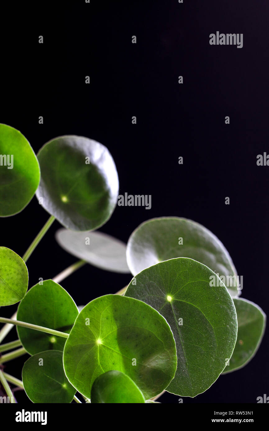 Pianta verde close up su sfondo nero Foto Stock