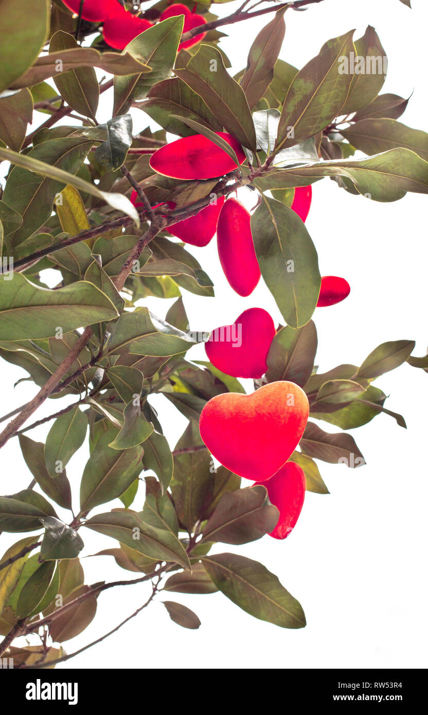Cuori rossi appesi sui rami di albero di magnolia , isolato su sfondo bianco. Messa a fuoco selettiva. Tino decorazione. Foto Stock