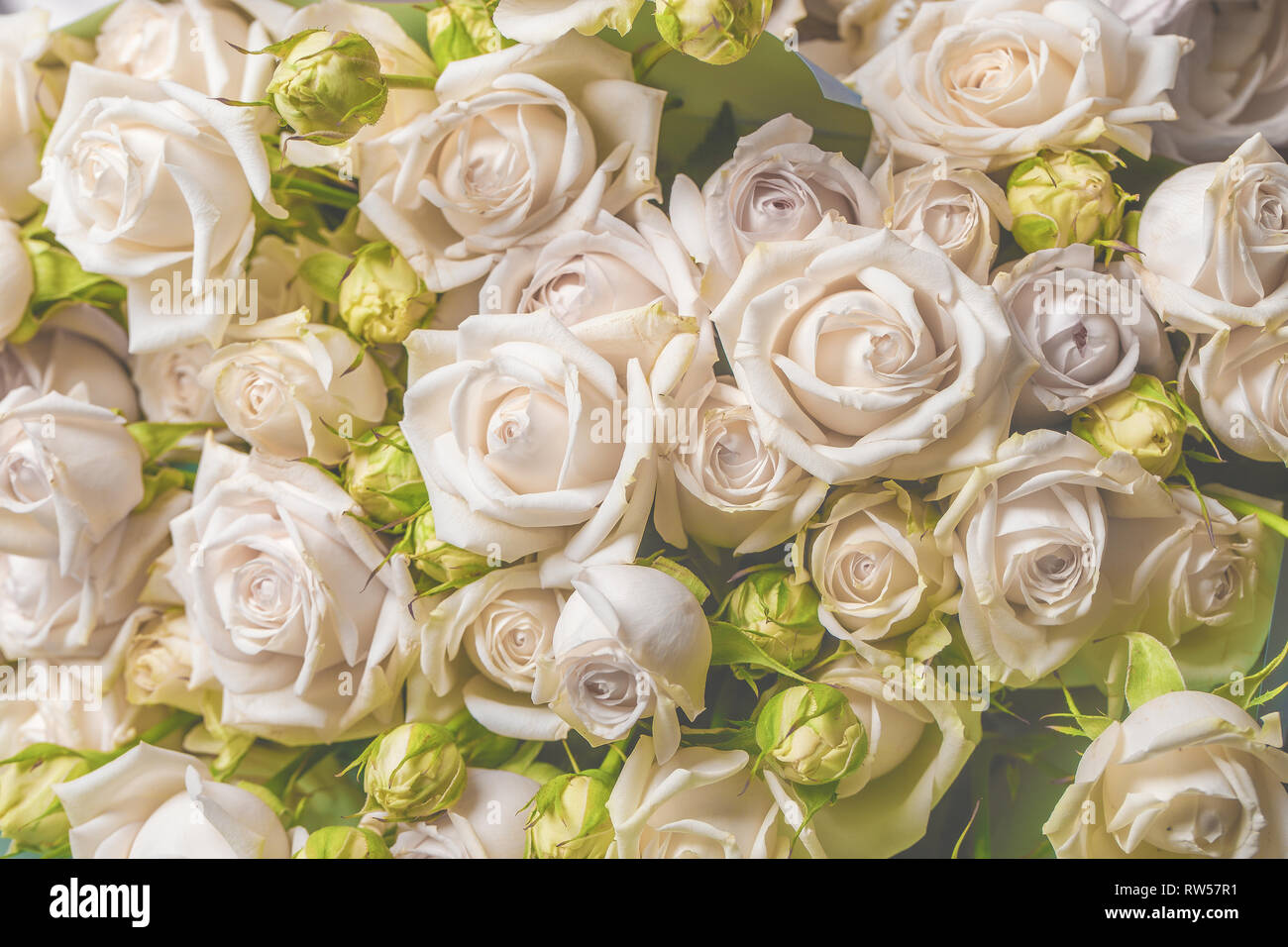 Bella rosa sfondo. Foto Stock
