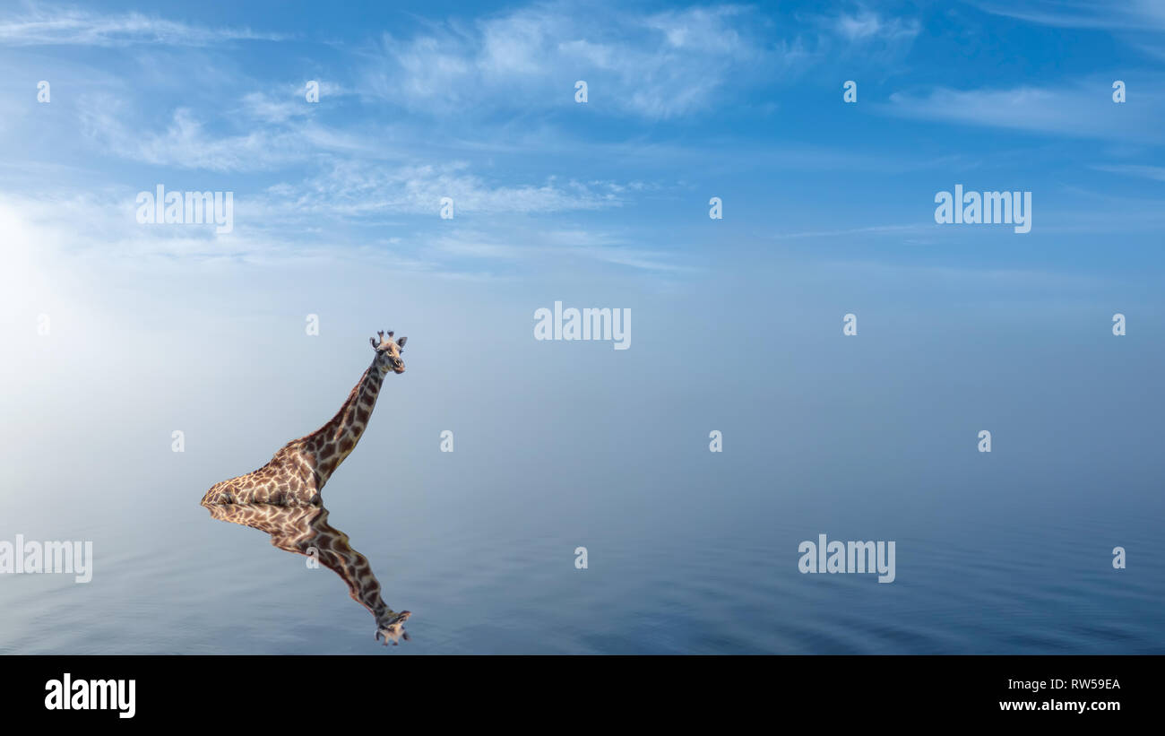 La giraffa prendere un bagno nel lago con nebbia pacifica. Morbide ondulazioni in brumoso paesaggio pastello. Montage. Foto Stock