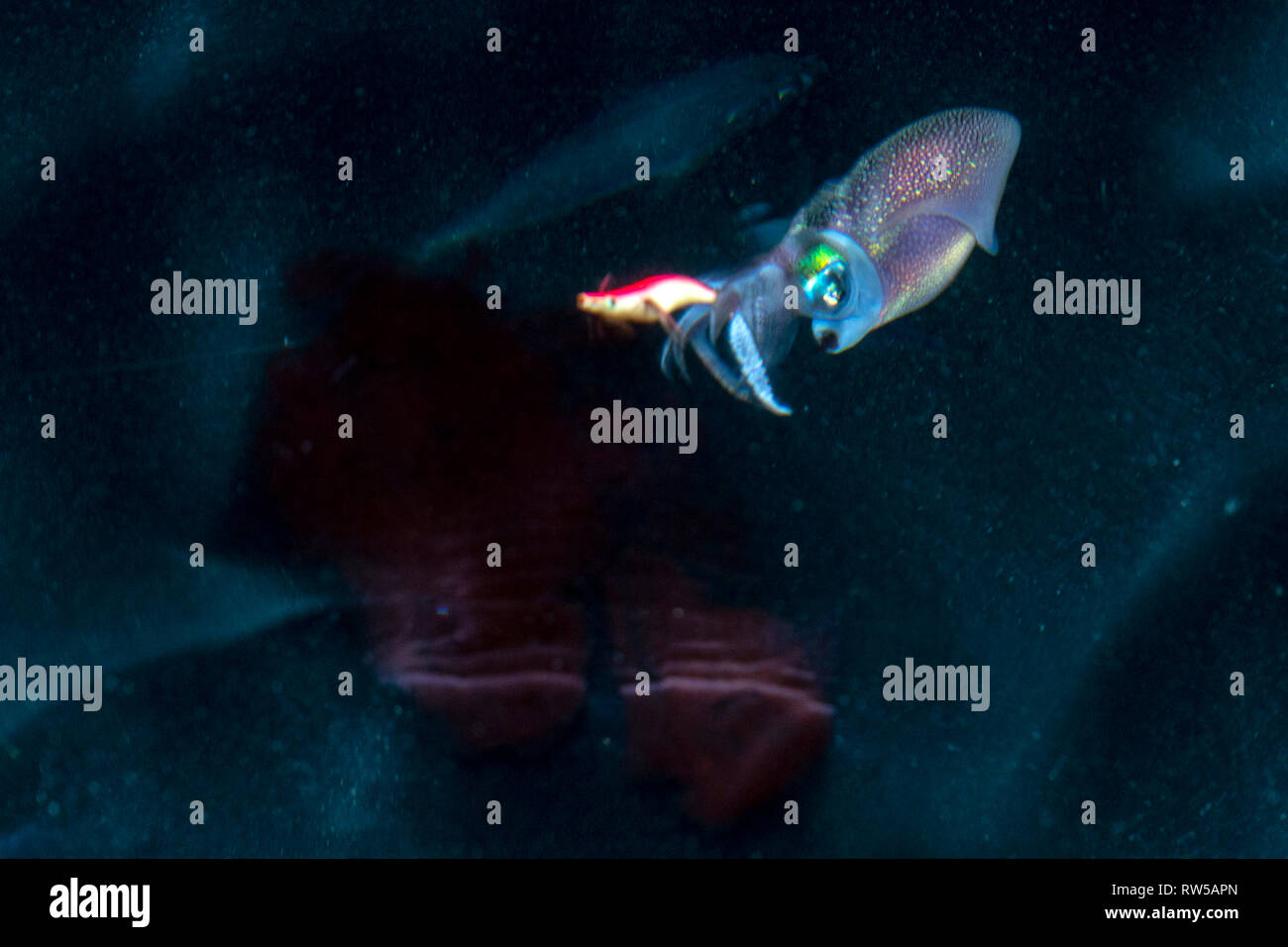 Spandimento di inchiostro colorato Calamari Seppie underwater close up ritratto delle Maldive Foto Stock
