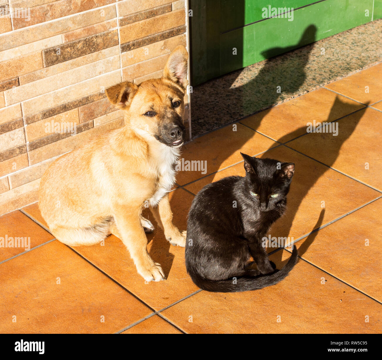Cane e un gatto insieme in strada in Spagna Foto Stock