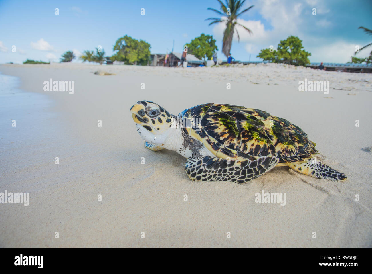 Tortuga verde, Chelonia Mydas, Granja de Tortugas, Los Roques, Venezuela Caribe. Foto Stock