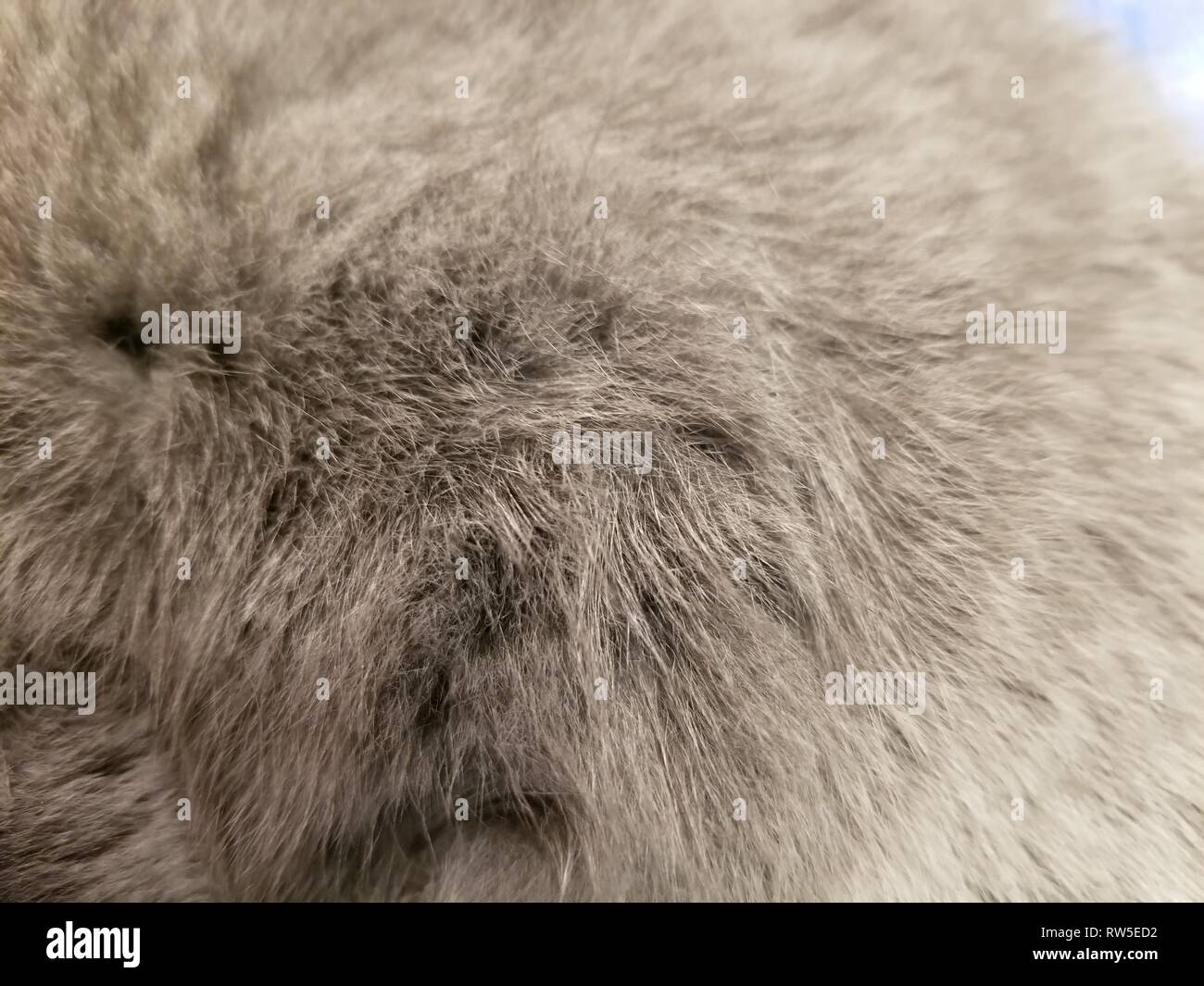 Pelo di gatto fotografia di close-up. sfondo grigio di lana un britannico cat. Foto Stock