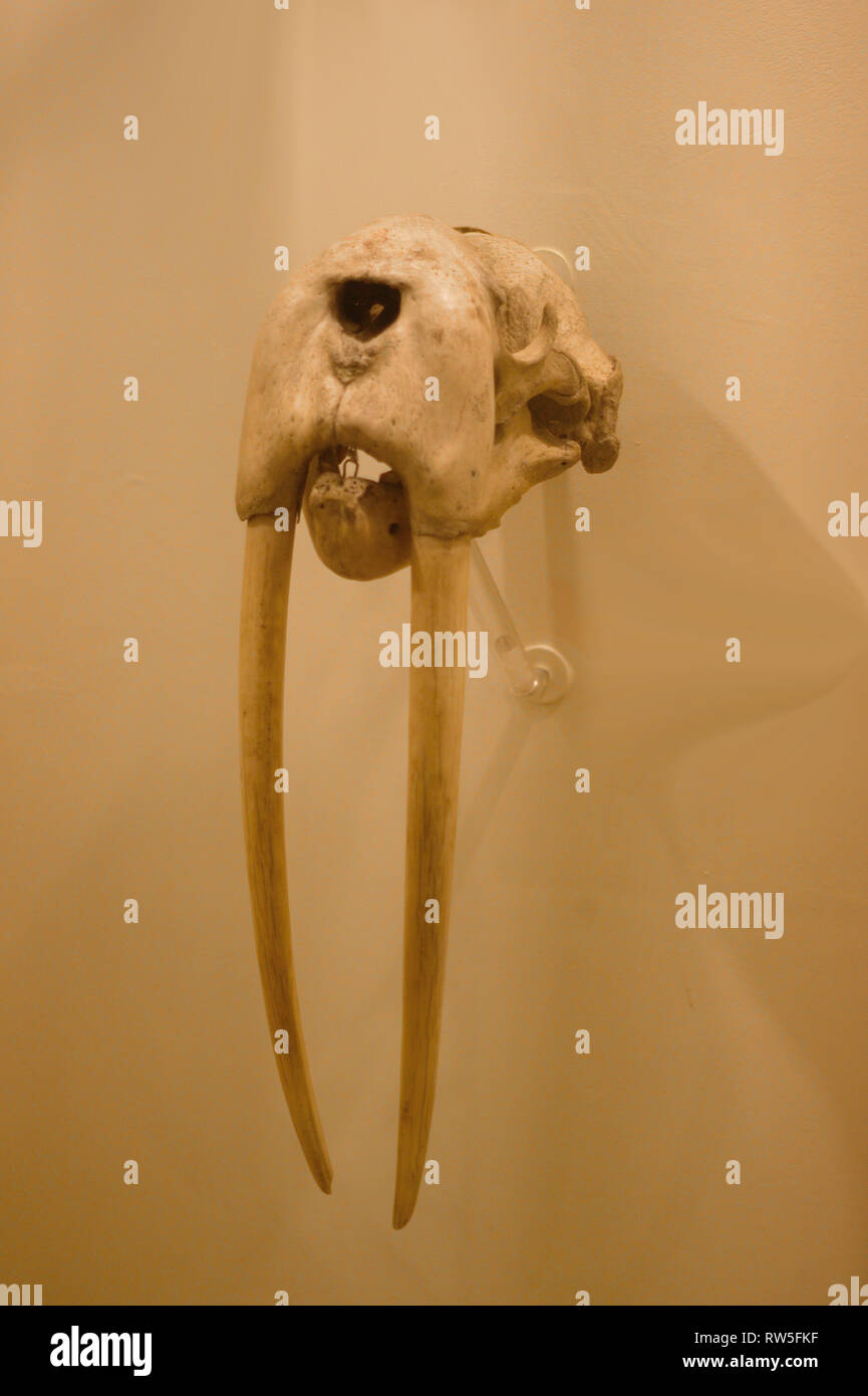 Cranio di un tricheco bull con lunghi denti in una raccolta zoologica. Foto Stock