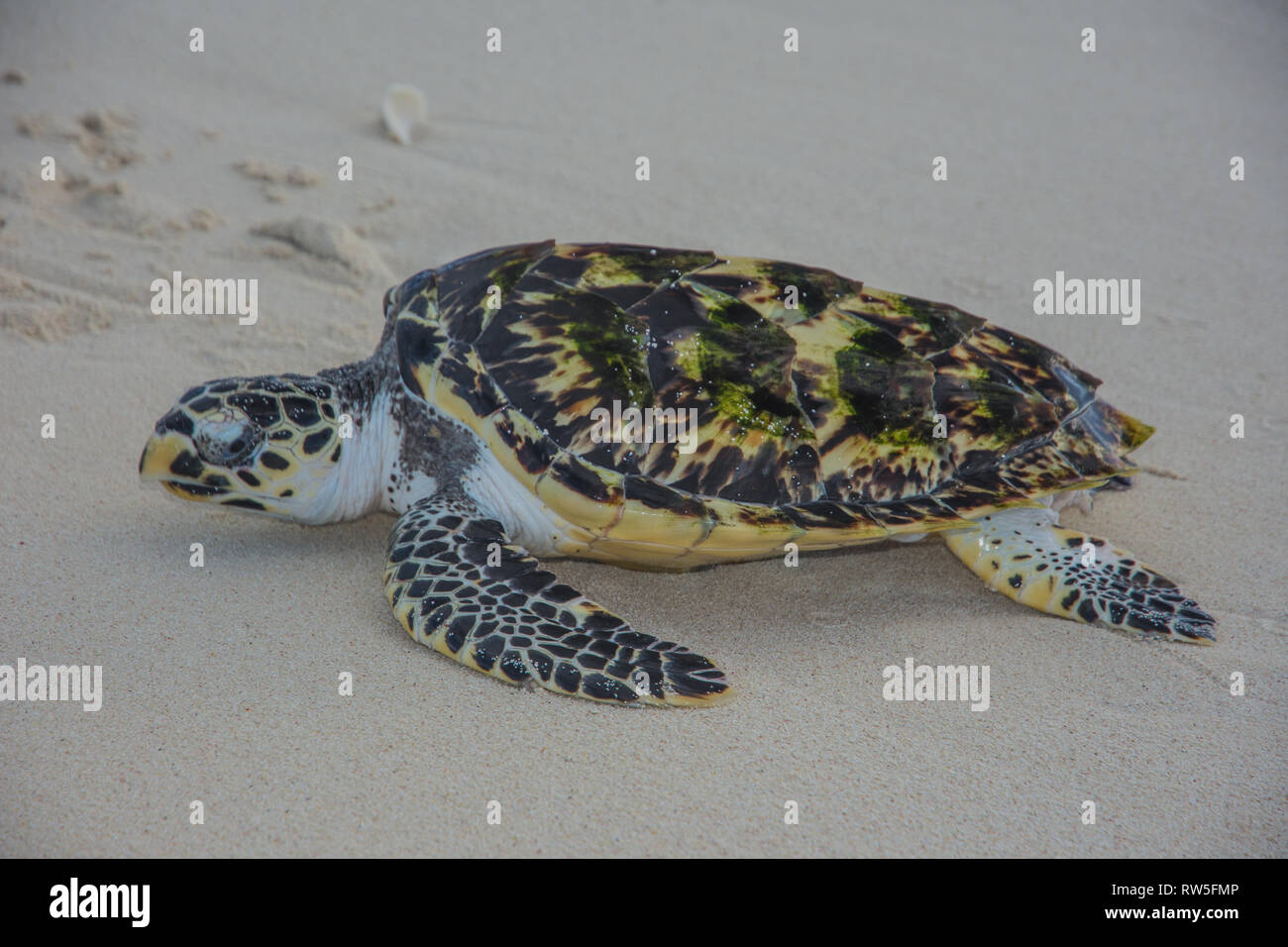 Tortuga verde, Chelonia Mydas, Granja de Tortugas, Los Roques, Venezuela Caribe. Foto Stock