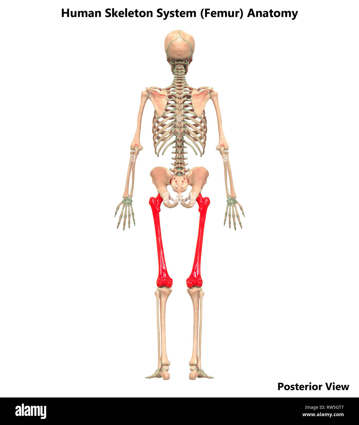 Scheletro umano anatomia del sistema Vista posteriore Foto Stock