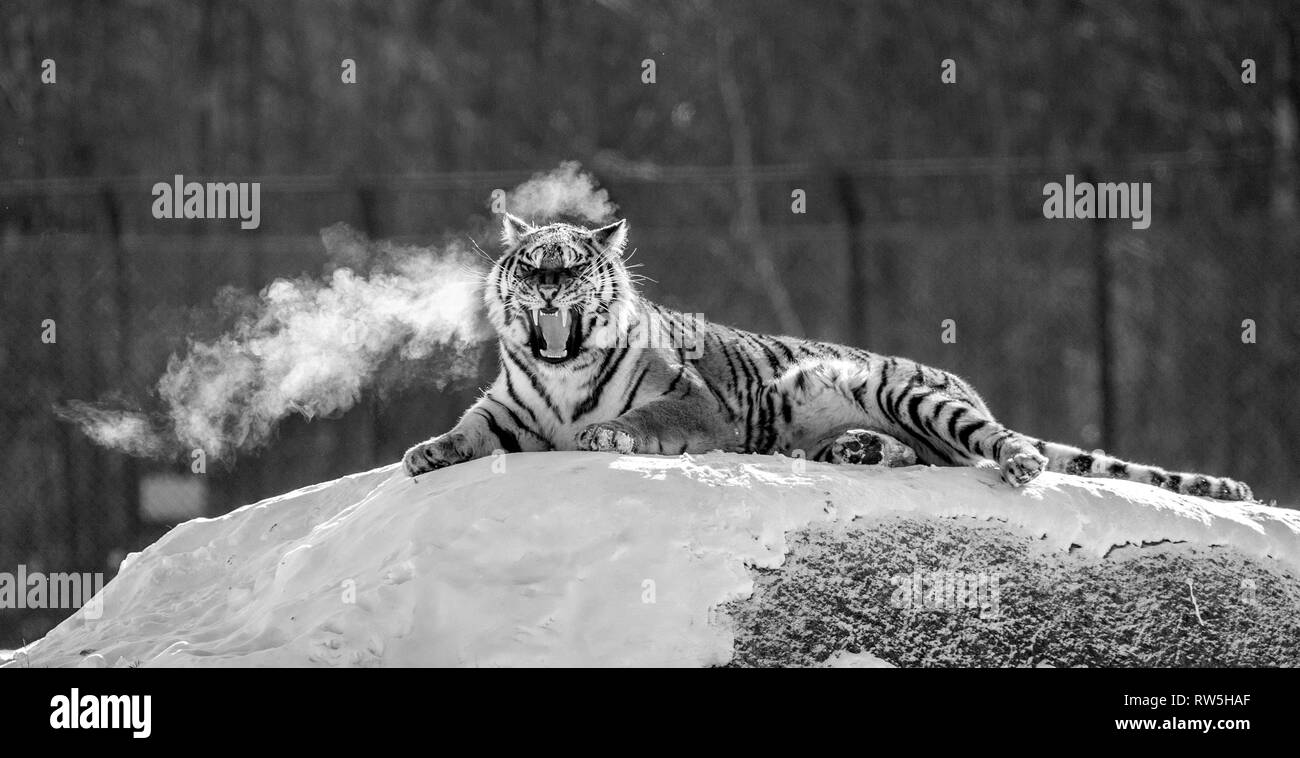 Tigre Siberiana giacente su una coperta di neve hill. Ritratto contro la foresta d'inverno. In bianco e nero. Cina. Harbin. Mudanjiang provincia. Foto Stock
