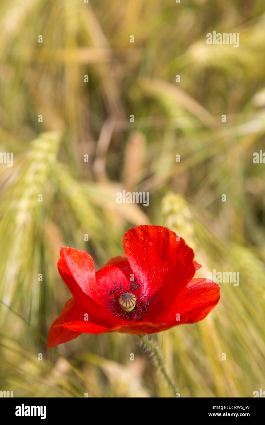 Uno splendido papavero rosso di fiori selvaggi in un campo di grano Foto Stock