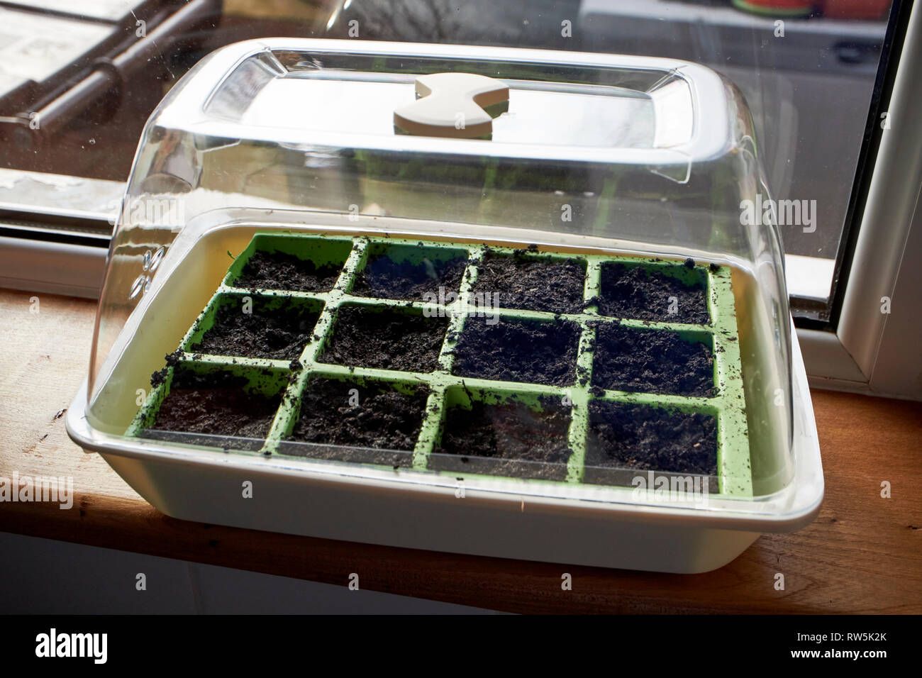 piantando i semi in primavera in vassoi da giardino in un incubatore messo su una soglia della finestra della cucina a casa Foto Stock