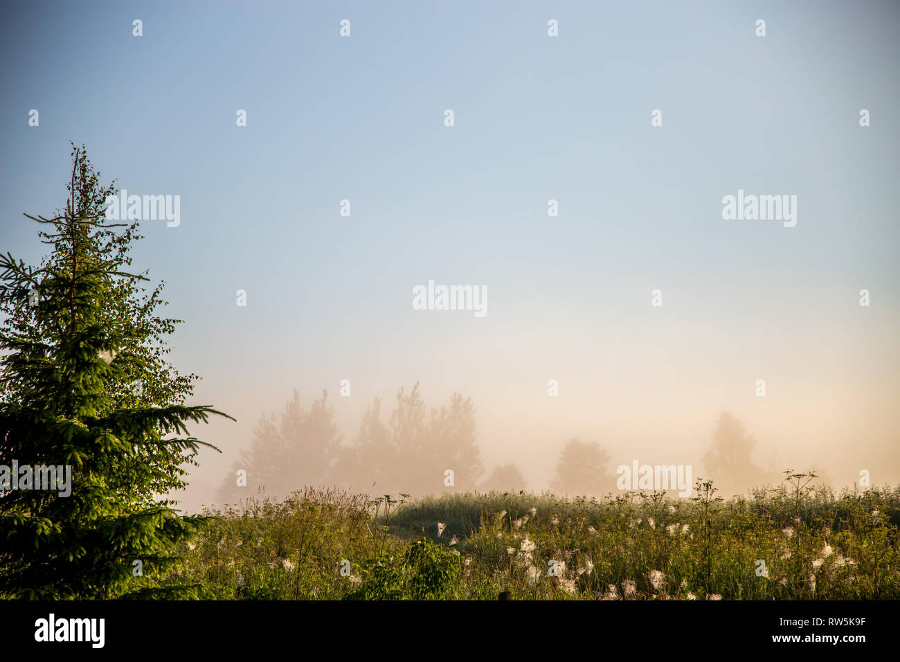 Campo di nebbia con albero di abete rosso. Paesaggio estivo con cornfield, legno e nuvoloso cielo blu. Classico paesaggio rurale in Lettonia. Paesaggio con nebbia. Foto Stock