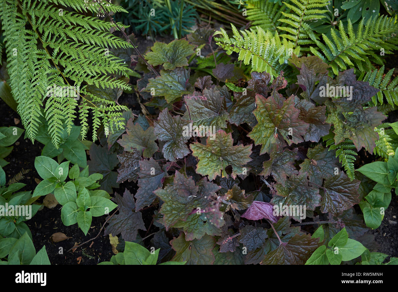 Il fogliame multicolore di impianto Heuchera Foto Stock