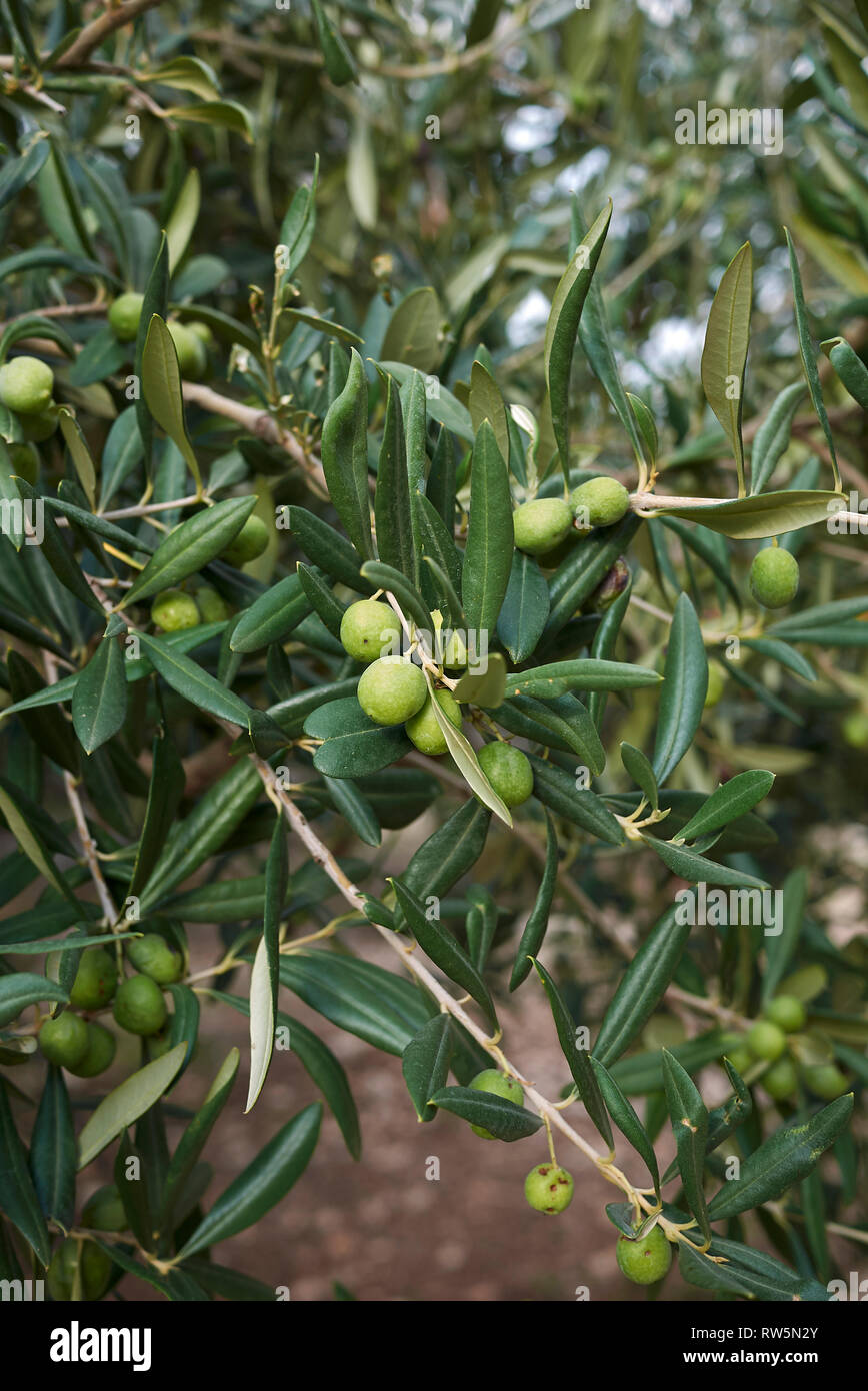 Olea europaea con olive verdi Foto Stock