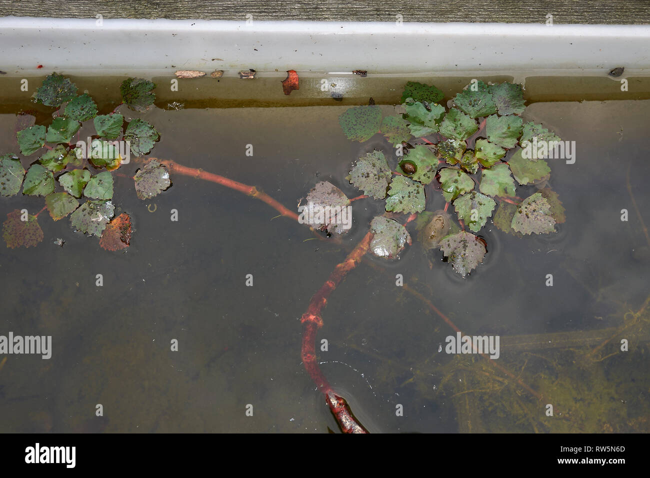 Trapa natans galleggianti sull'acqua Foto Stock