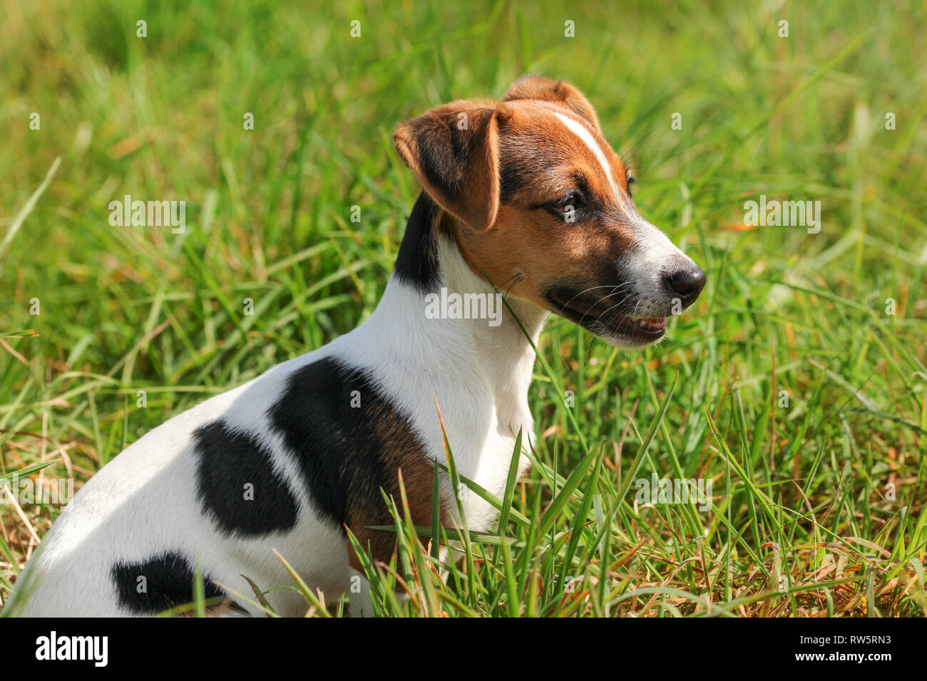 Piccolo Jack Russell Terrier seduto in erba, vista laterale. Foto Stock