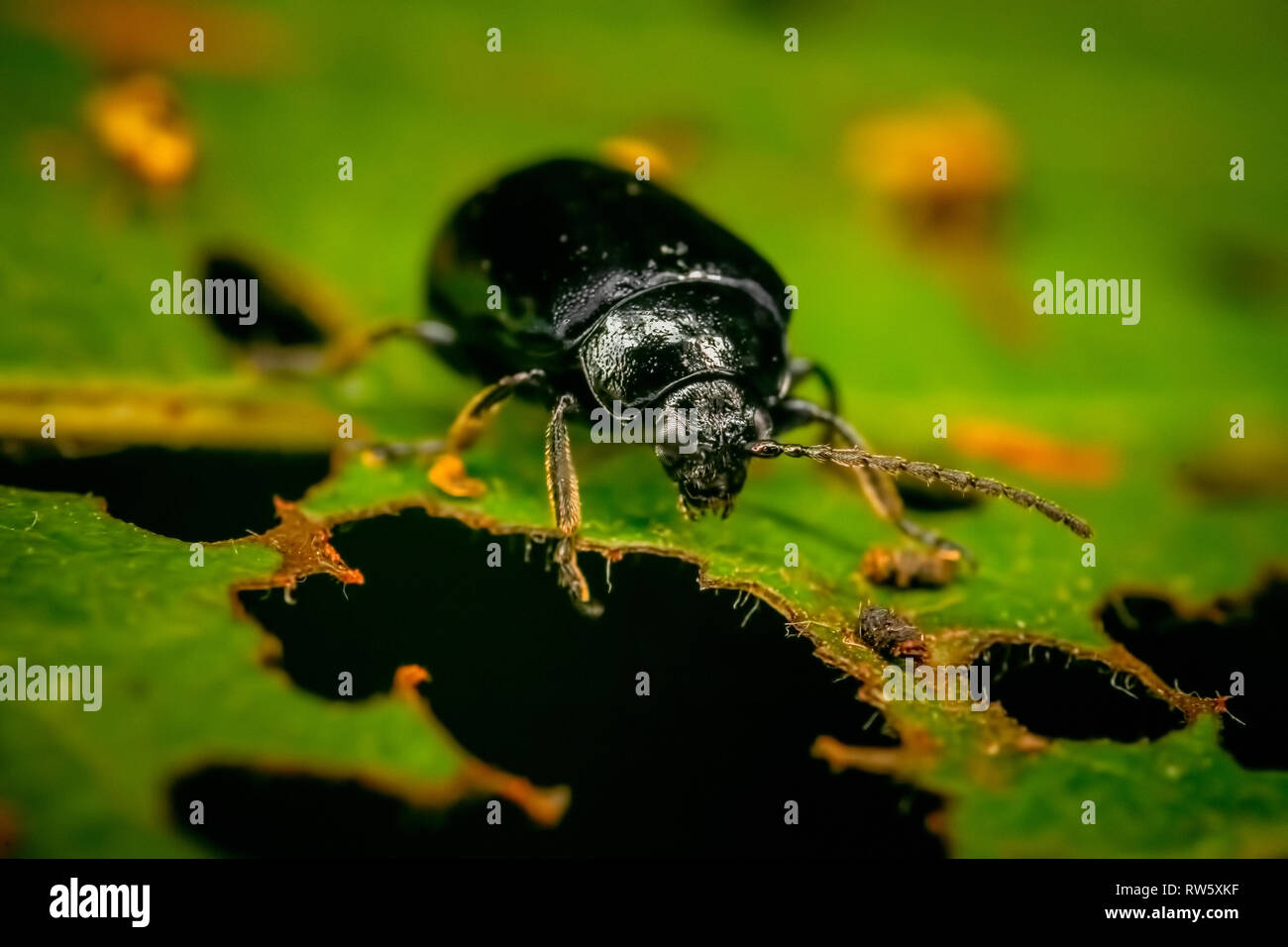 Molla bug nero Tritomegas sexmaculatus seduto su una verde foglia soffice Foto Stock