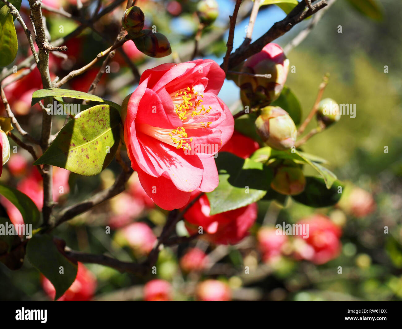 fiori di camelia in fiore in inverno Foto Stock