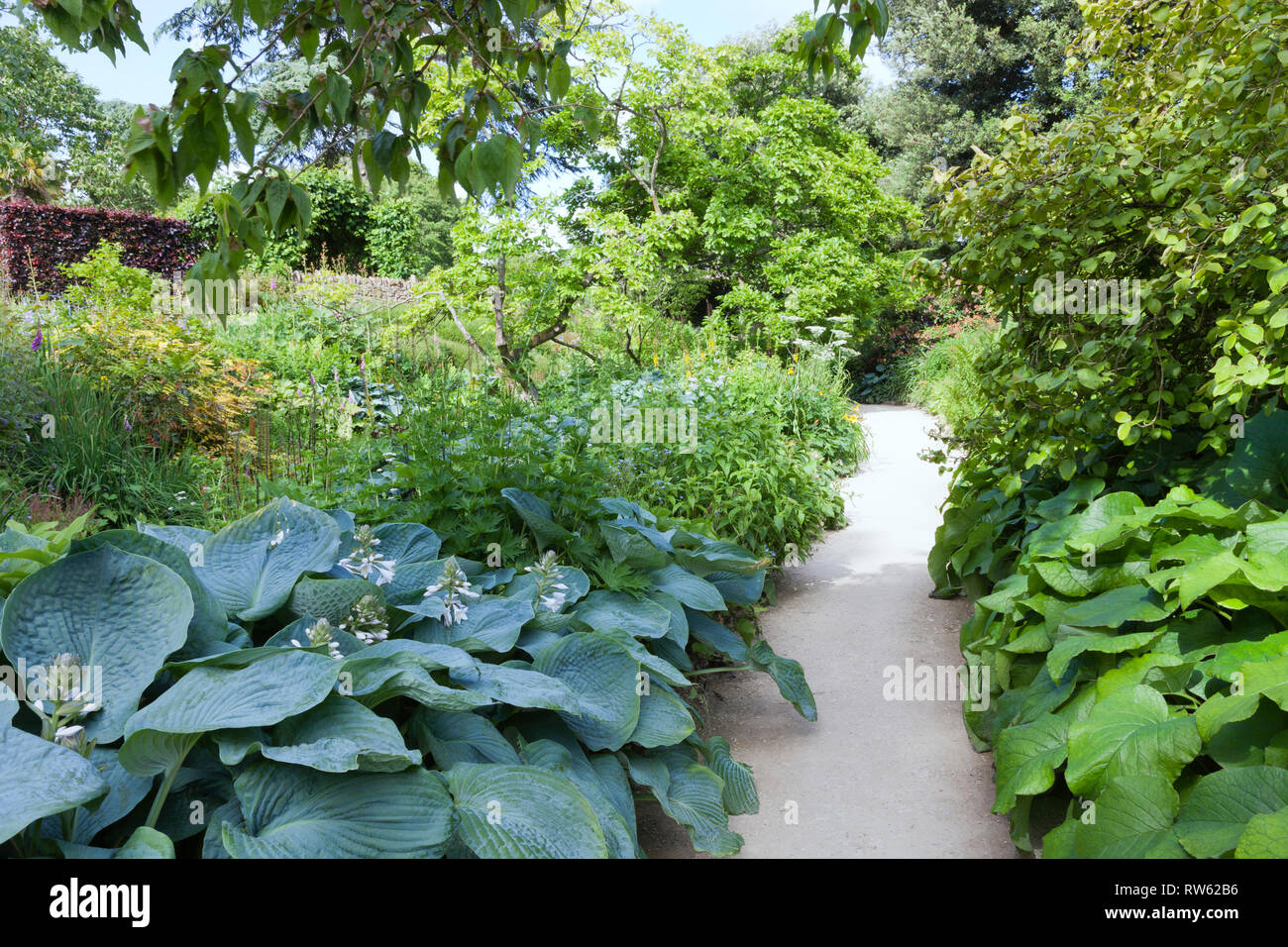 Sentiero di ghiaia attraverso i fiori, arbusti e alberi in un lussureggiante giardino inglese su una soleggiata giornata estiva . Foto Stock