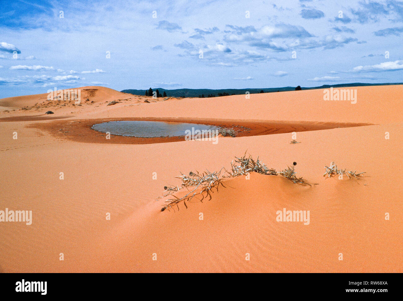 Foro per l'acqua a Coral Pink sand dunes state park vicino a Kanab, Utah Foto Stock