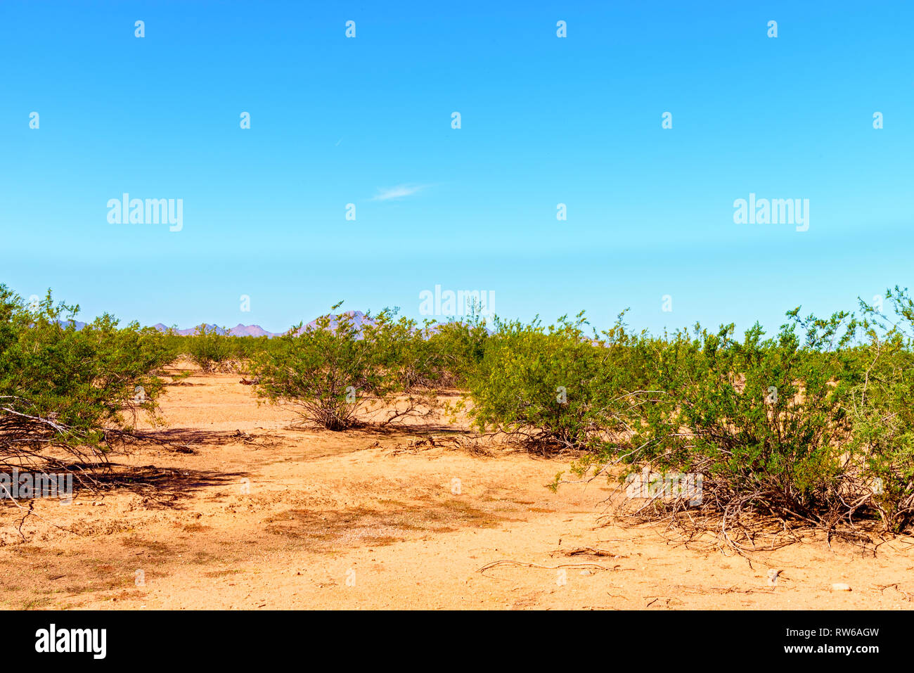 Aprire il deserto con arancione marrone del suolo e verde cespugli di creosoto in azzurro cielo. Foto Stock