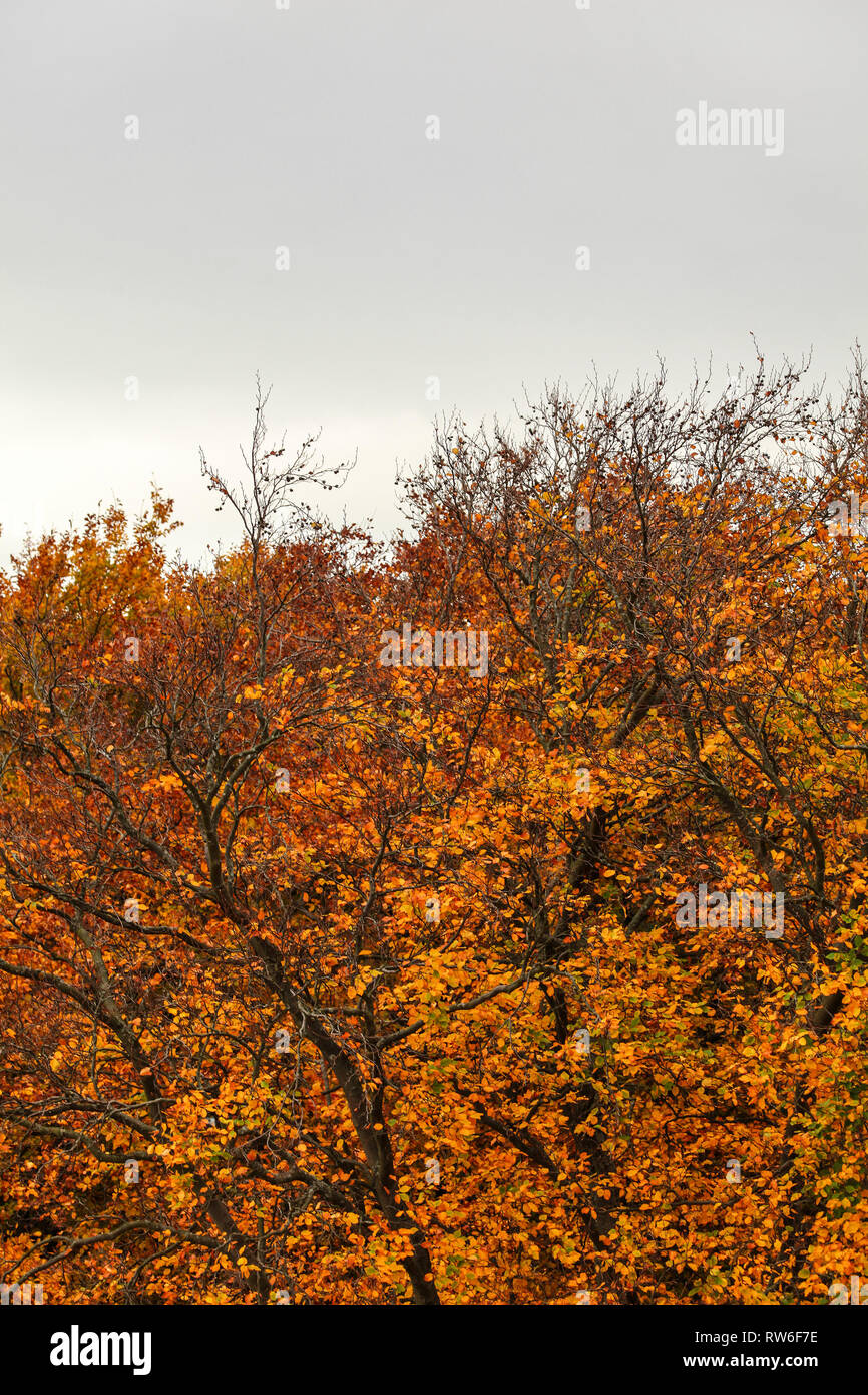 Autumn Tree Tops in colori vibranti, con cielo nuvoloso (spazio per testo) sopra. Abstract autunno Meteo sfondo. Foto Stock