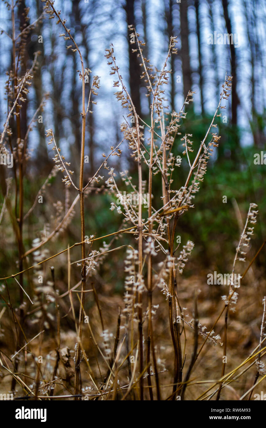 Graminacee selvatiche che crescono di un albero caduto Foto Stock