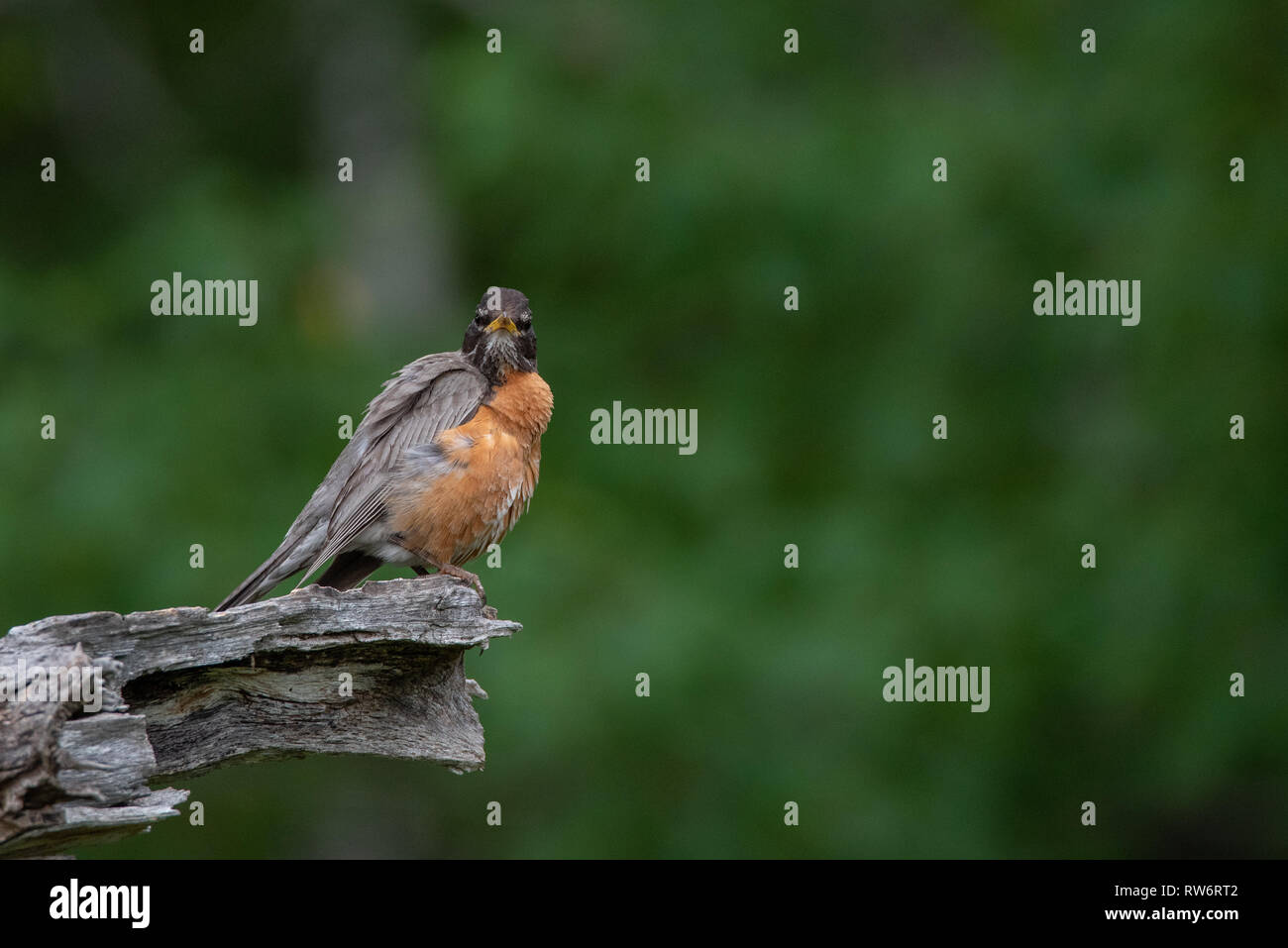 American Robin (Turdus migratorius) preening Foto Stock