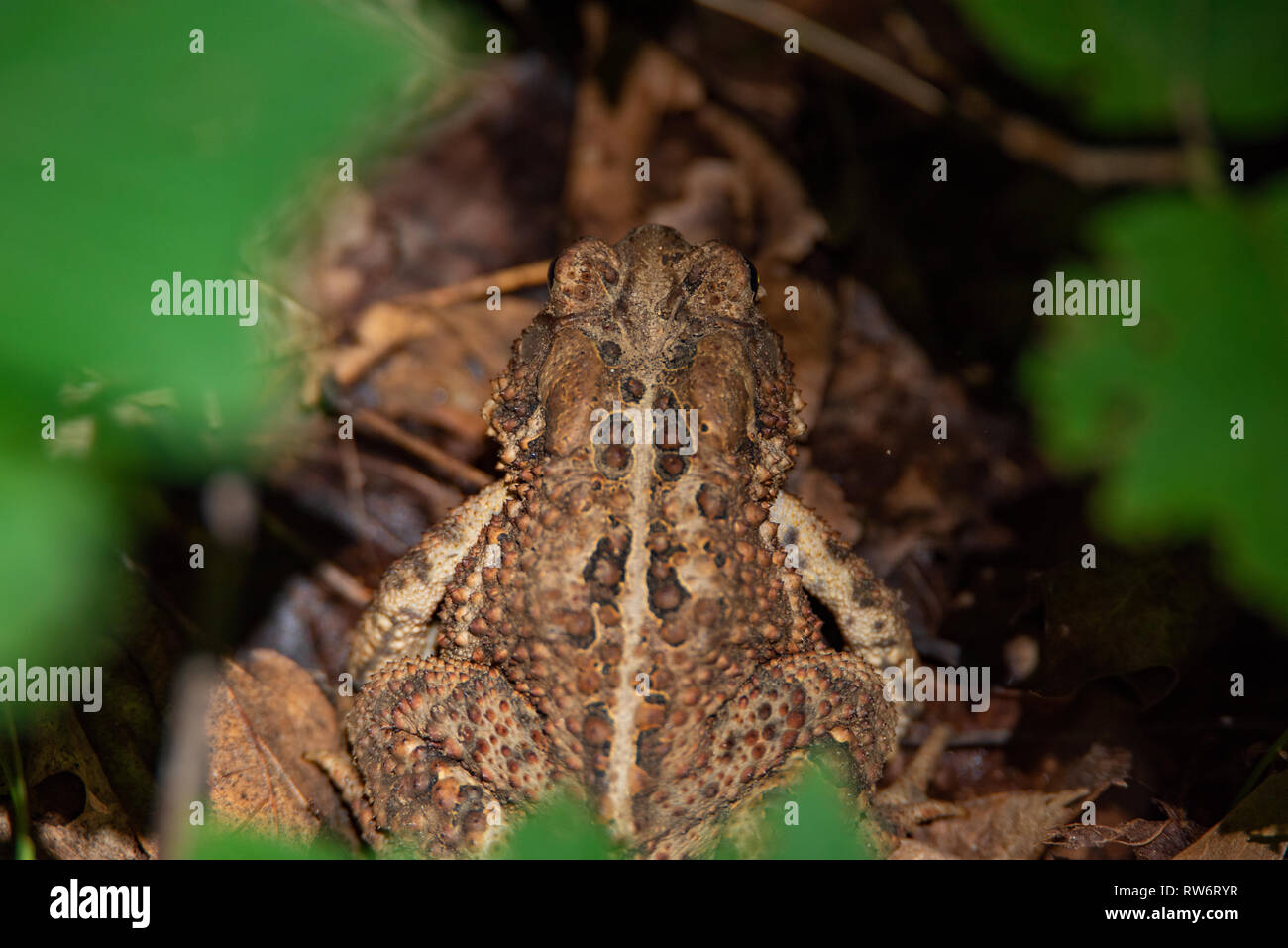 American Toad (Anaxyrus americanus) nascosti tra le foglie sul suolo della foresta Foto Stock