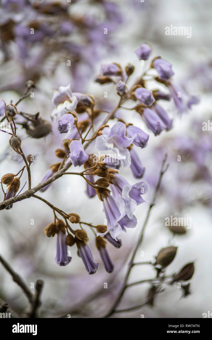 Princess Tree, Paulownia tomentosa, fiori viola Foto Stock