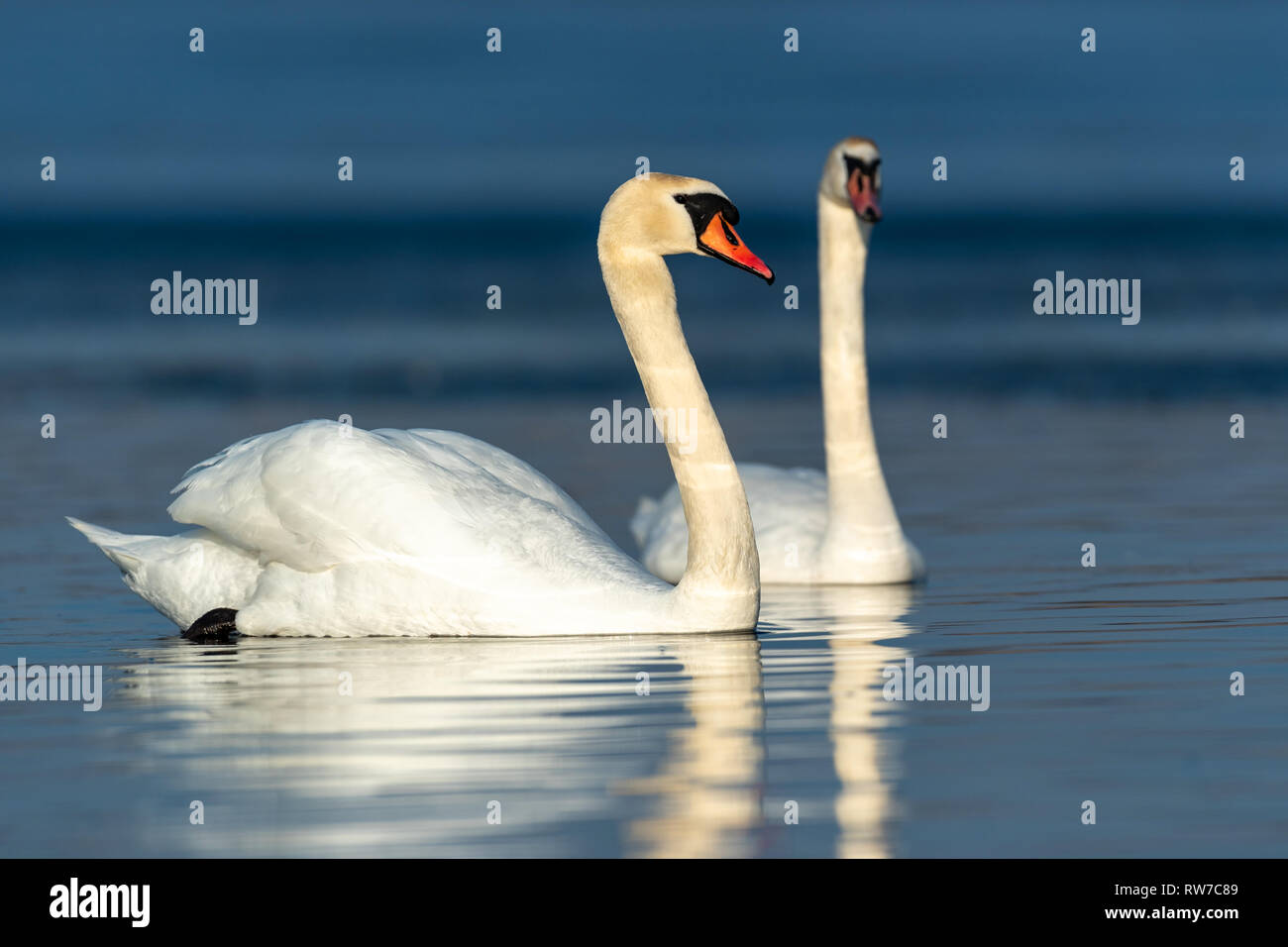 Cigno sul lago blu acqua nella giornata di sole, swan su stagno Foto Stock