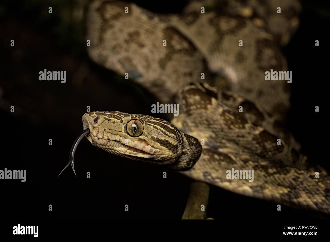 Serpente tropicale, tree boa Corallus hortulanus un serpente della foresta pluviale amazzonica in Colombia, Brasile ed Ecuador Foto Stock