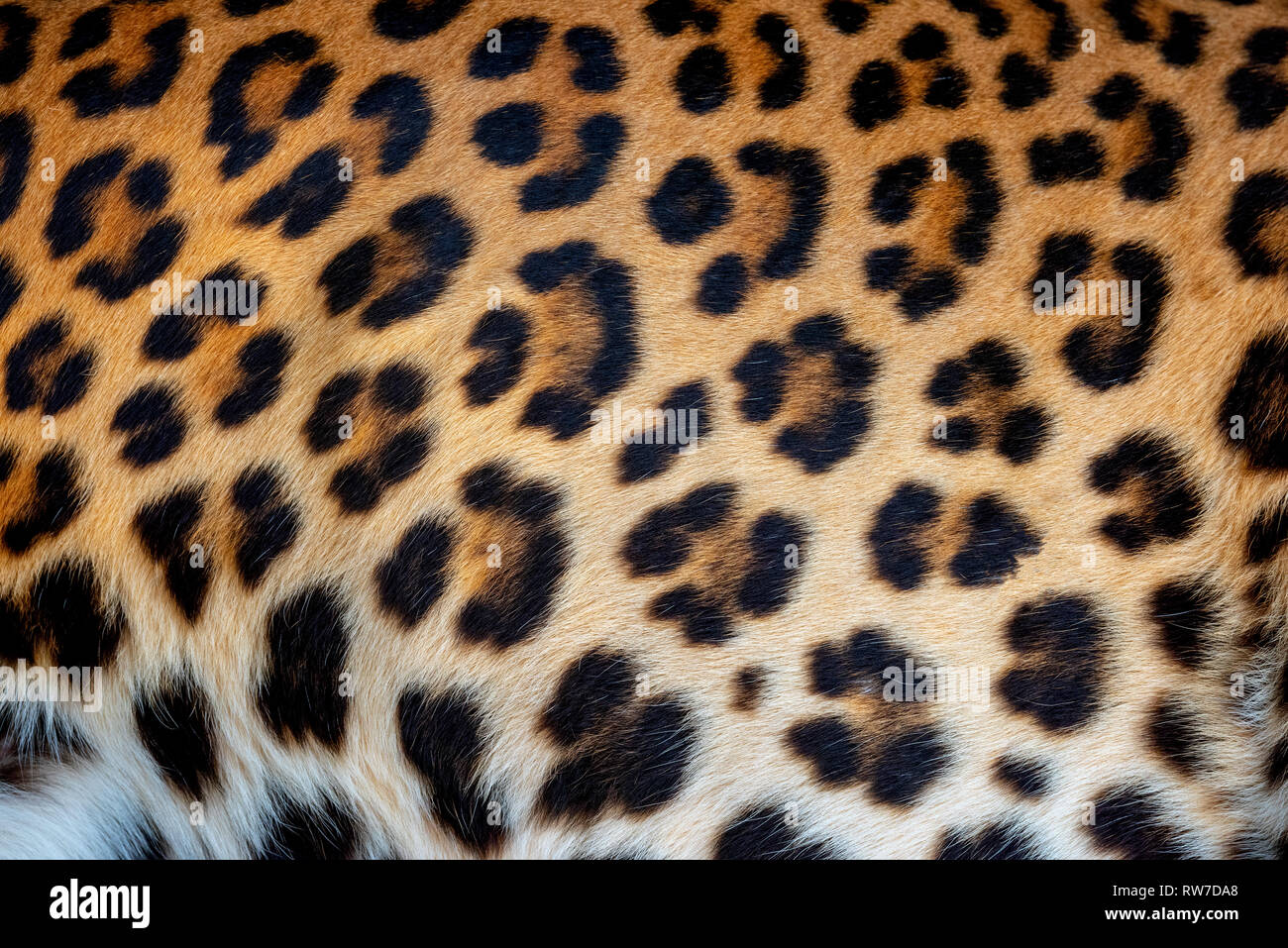 Vera pelle di leopardo la texture di sfondo Foto stock - Alamy