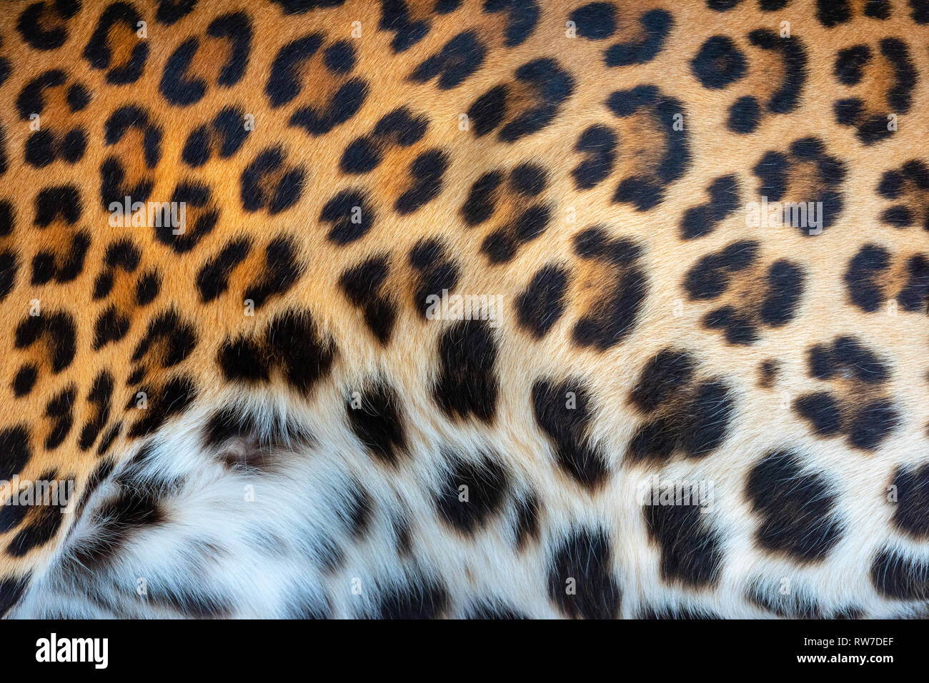 Vera pelle di leopardo la texture di sfondo Foto Stock