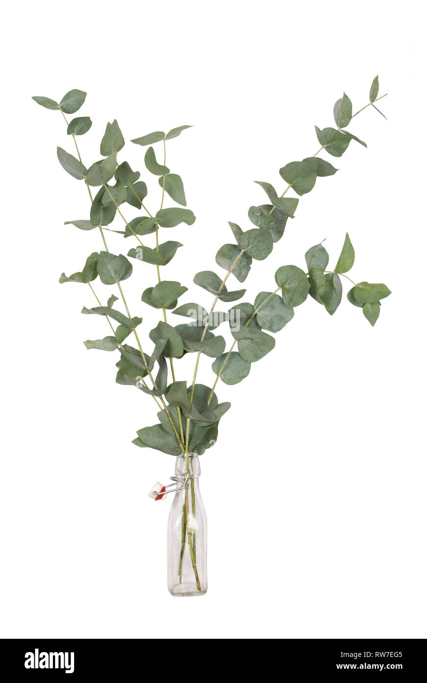 Bouquet di eucalyptus cinerea, Silver Dollar, ramoscelli e sportelli in vetro swing top bottiglia, isolati su sfondo bianco Foto Stock