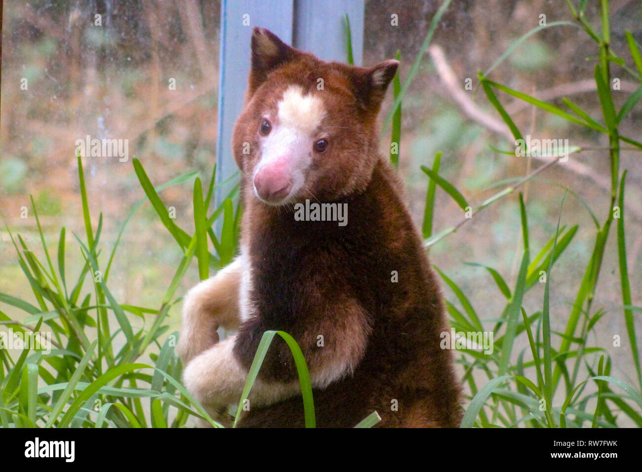 Nativo di Papua Nuova Guinea, close up di un captive Matschie's Tree-kangaroo allo zoo. Noto anche come un Huon tree-canguro. Toronto, Ontario, Canada. Foto Stock