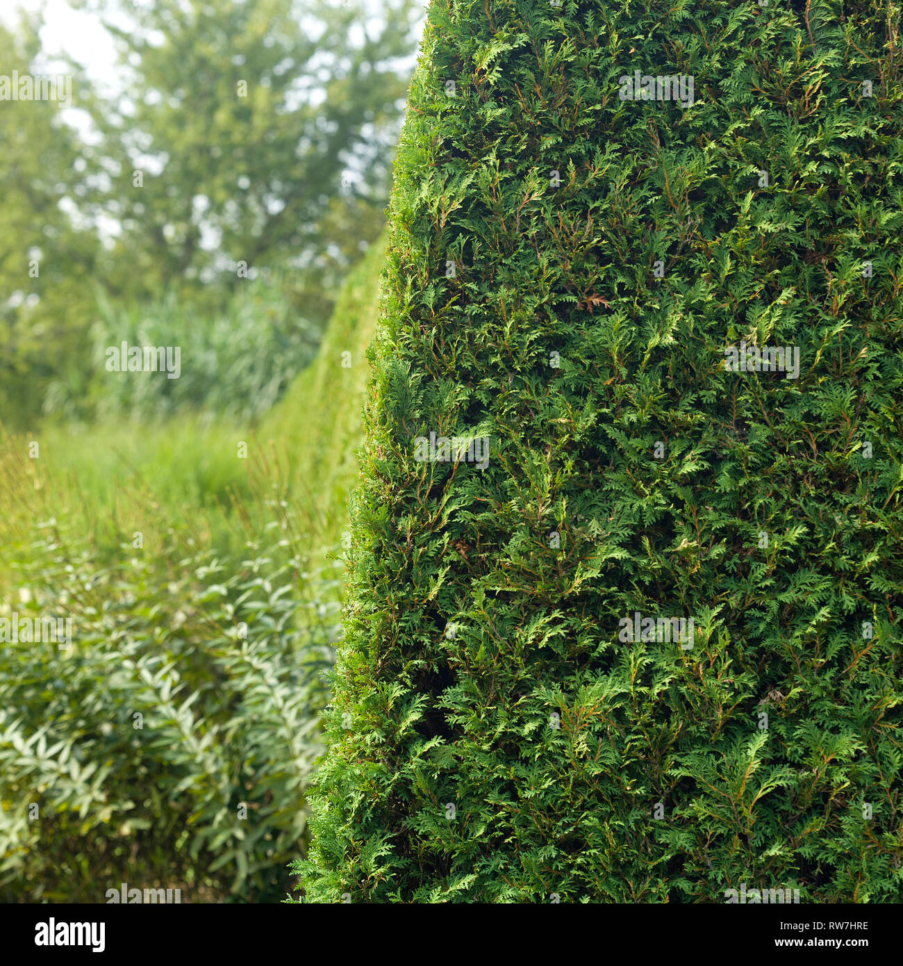 Angolo di visualizzazione ampio Arborvitae curati Hedge fila Foto Stock