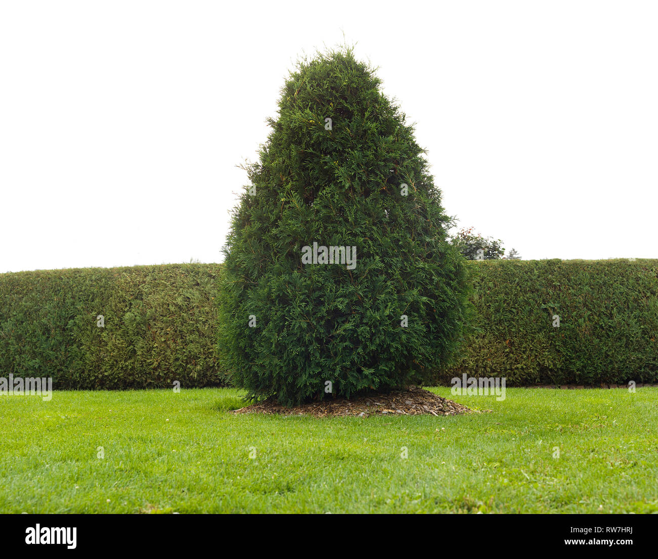 Grande struttura Arborvitae contro curati fila Hedge Foto Stock
