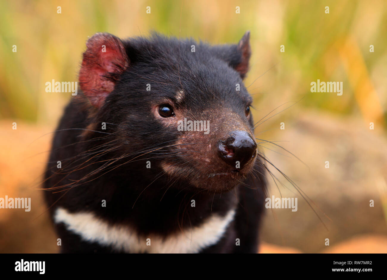 Diavolo della Tasmania, Sarcophilus harrisii, ritratto con sfondo di bush. Foto Stock