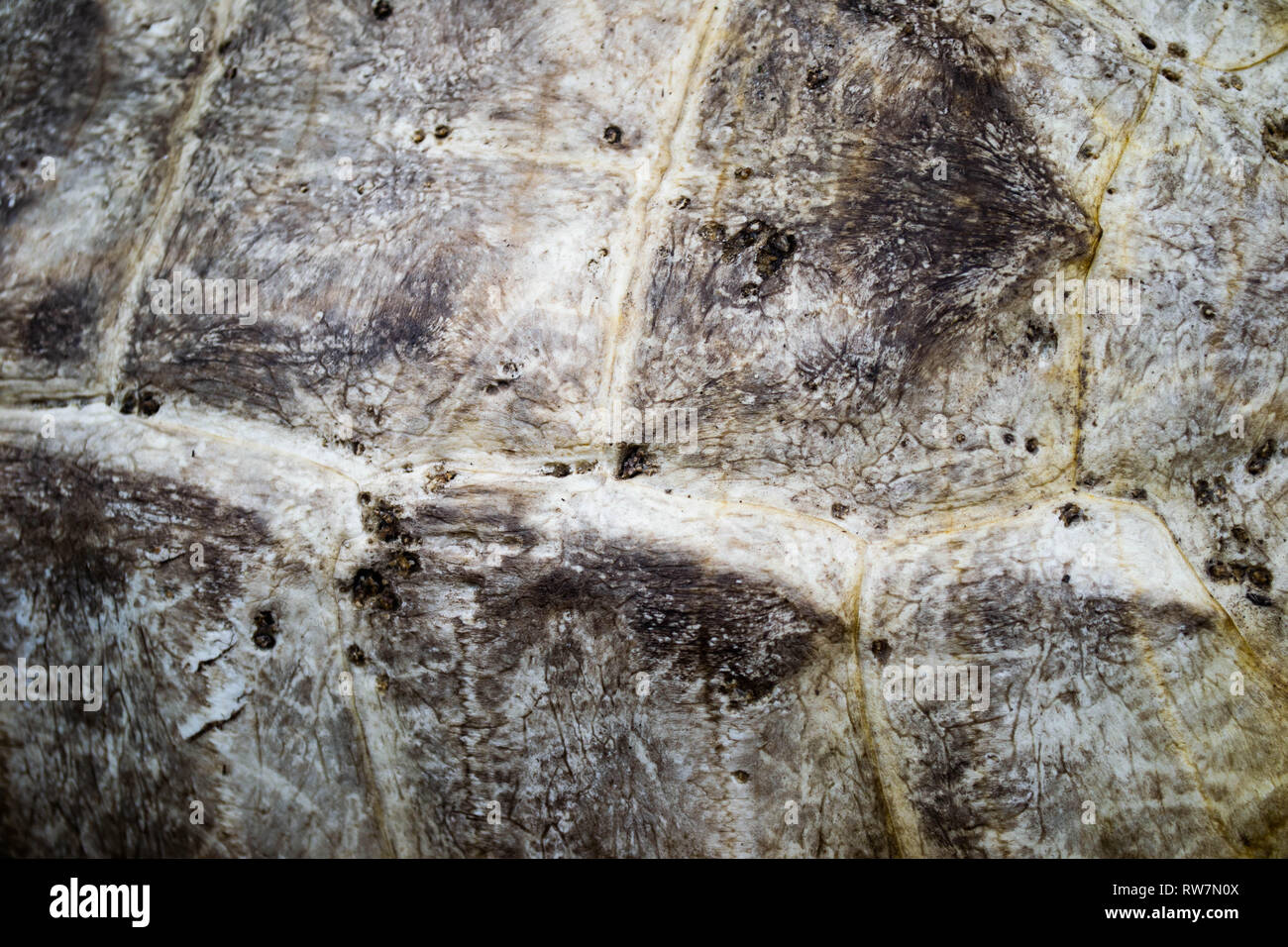 Close up dettaglio del guscio di tartaruga texture. Foto Stock