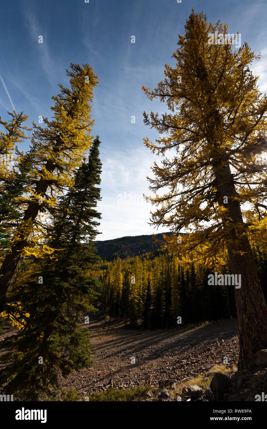 Maestoso e numerosi western larice (Larix occidentalis) cambiando colore in autunno proprio come grandi foglie di alberi decidui fare la creazione di splendidi paesaggi Foto Stock