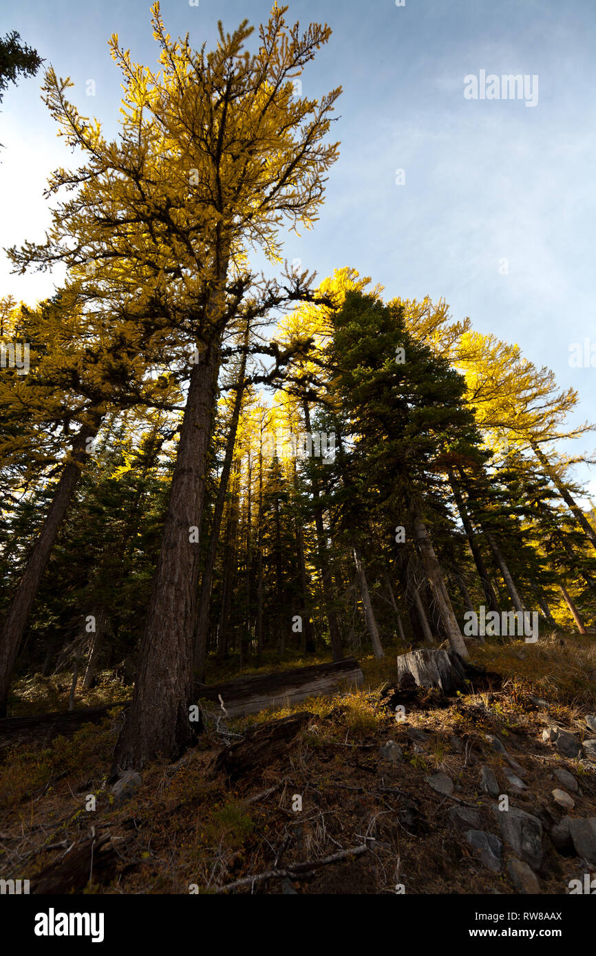 Maestoso e numerosi western larice (Larix occidentalis) cambiando colore in autunno proprio come grandi foglie di alberi decidui fare la creazione di splendidi paesaggi Foto Stock