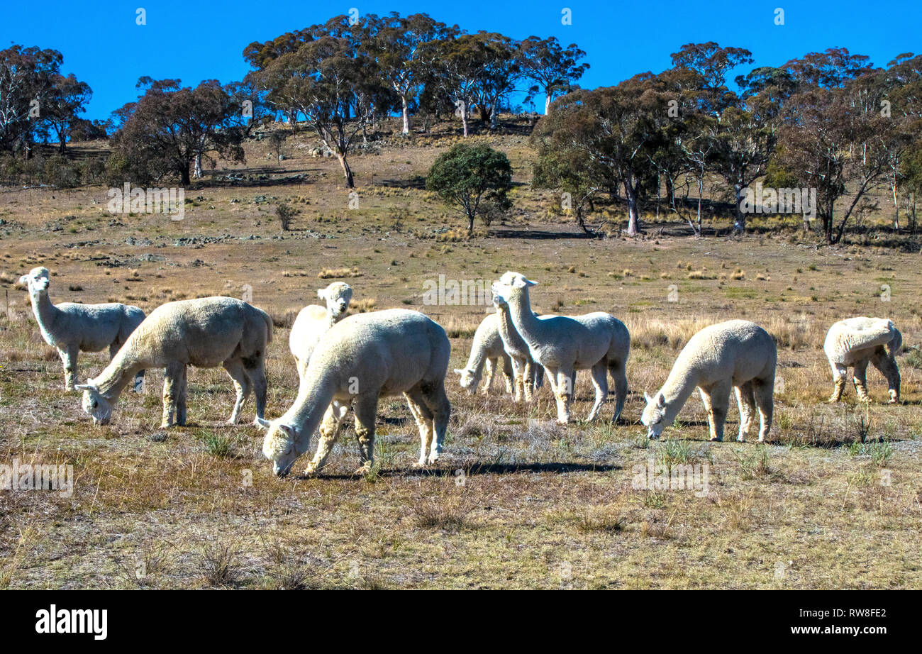 Alpaca pascolano nella siccità campo colpite a Burra nel Nuovo Galles del Sud Foto Stock